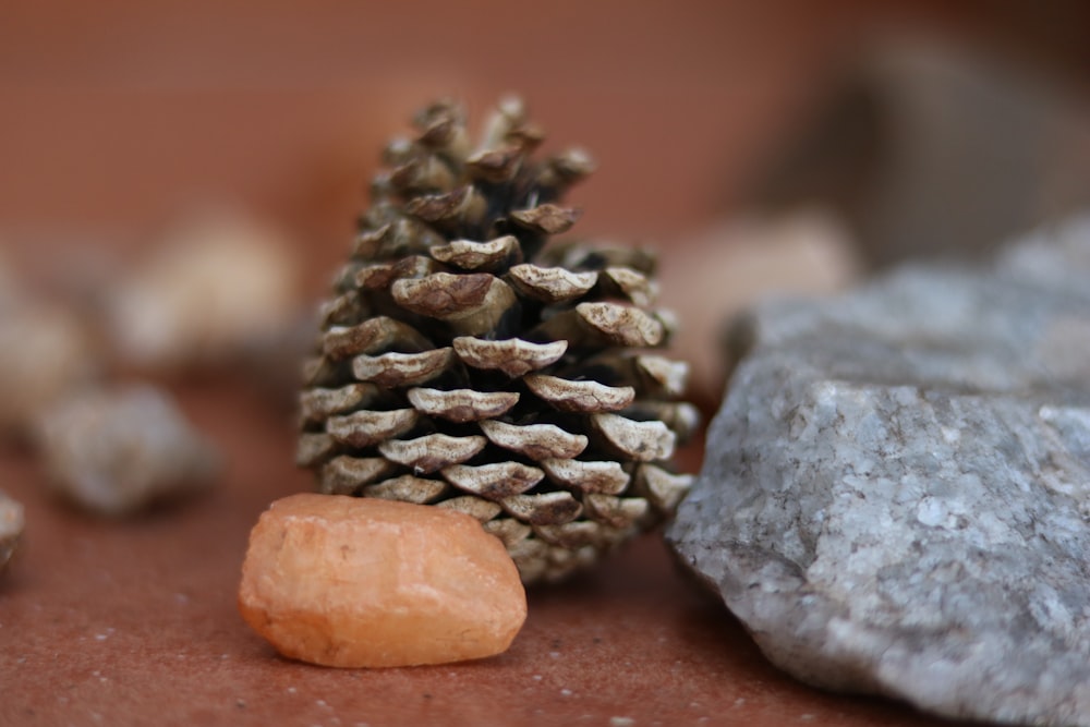 a close up of a pine cone and a rock