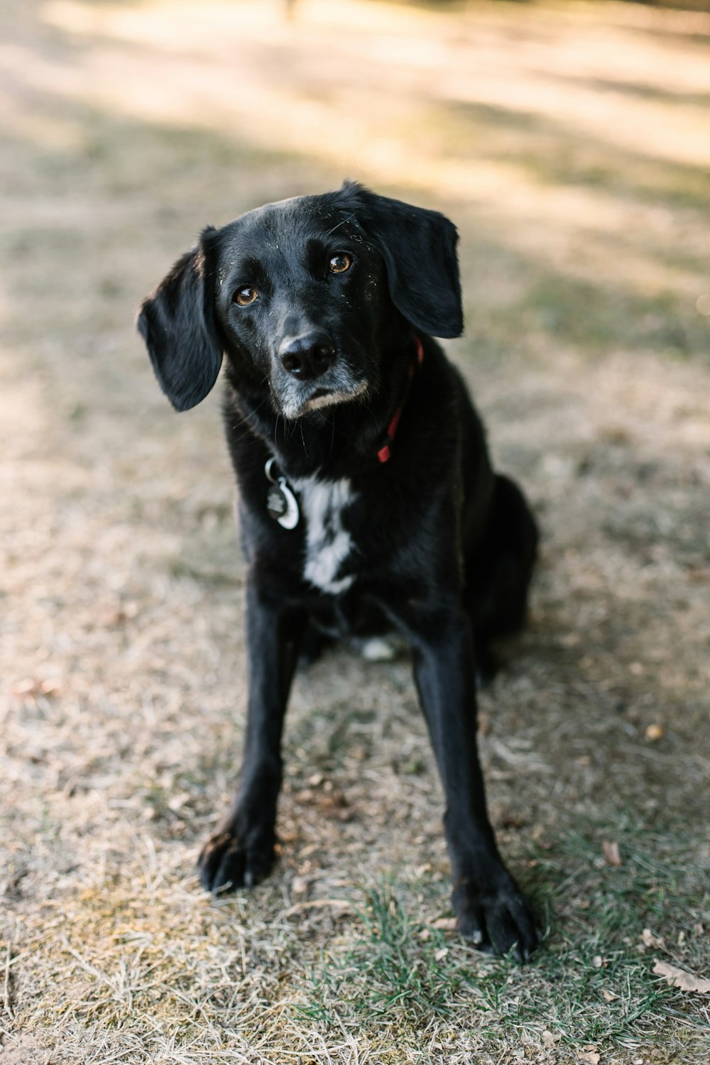 a black dog sitting on top of a grass covered field