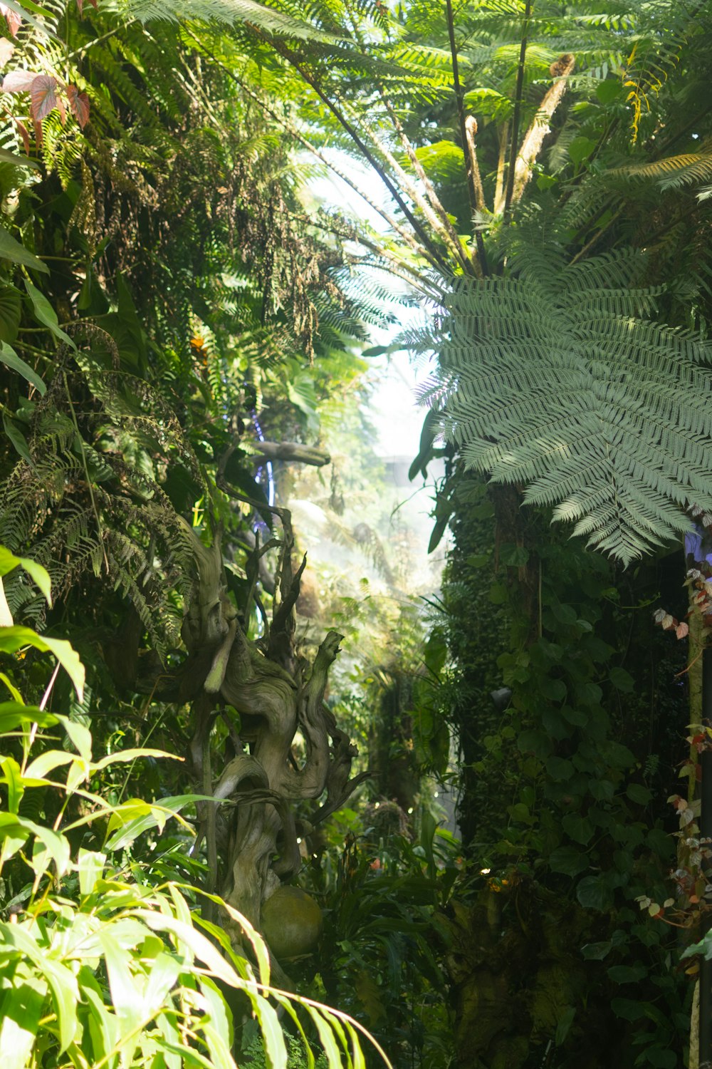 a lush green forest filled with lots of plants