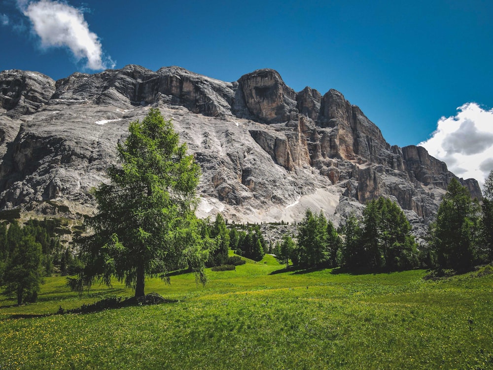 a grassy field with trees and mountains in the background