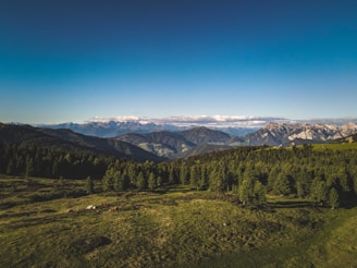 Panoramic shot of rolling hills covered in native forest and grazing cattle