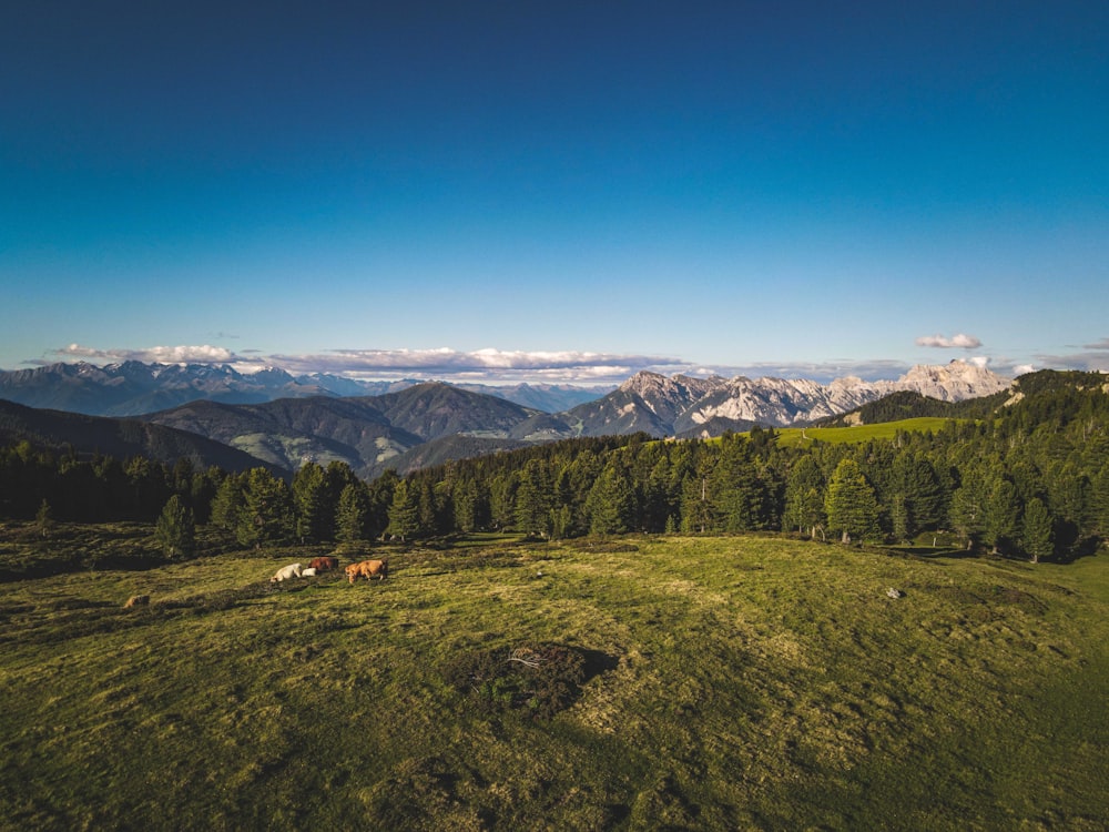 horses grazing in a field with mountains in the background