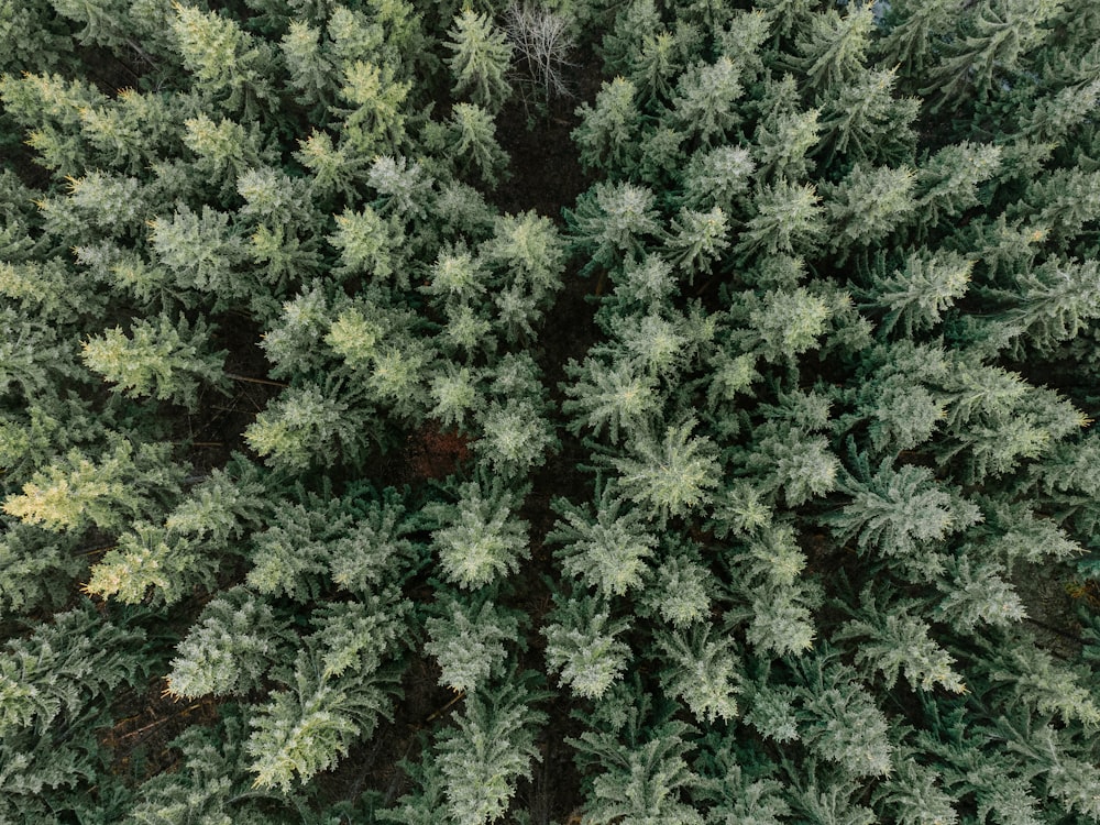 the top view of a tree with green leaves