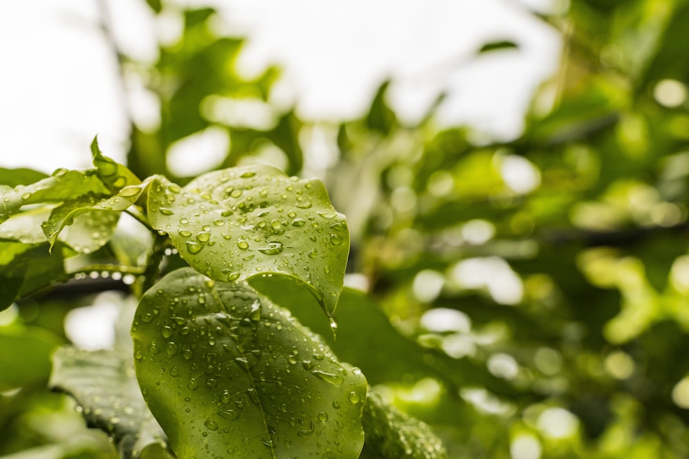 a green leaf with water drops on it