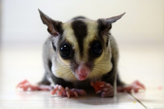 A sugar glider with large, dark eyes and a pointed pink nose, sitting on a light-colored surface. Its ears are prominent and perked up, and it has small paws grasping something.