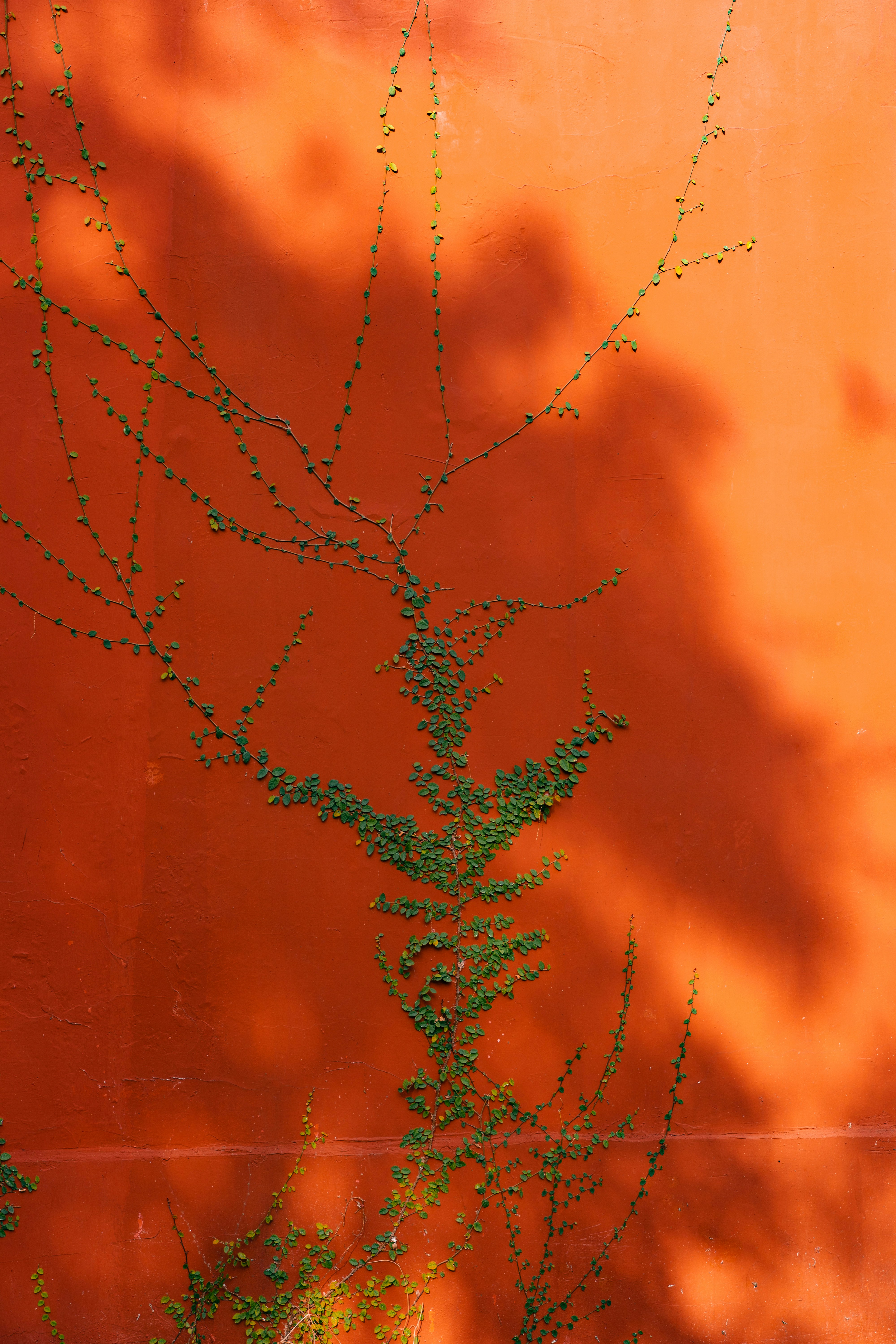 Vinil Decorativo Laranja