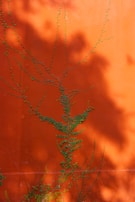 Vibrant orange wall with green climbing plant creating an organic pattern across the surface. Soft, diffused shadows enhance the visual contrast between the bright wall and the foliage.