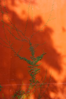 Vibrant orange wall with green climbing plant creating an organic pattern across the surface. Soft, diffused shadows enhance the visual contrast between the bright wall and the foliage.