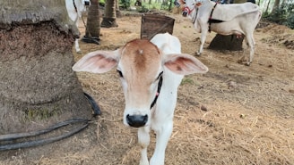 A young, light brown calf stands on dry grass next to a tree trunk. In the background, there are a couple of adult cows standing on the same ground. The setting appears to be an outdoor farm environment with some wooden and rope elements visible.