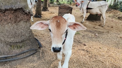 A young, light brown calf stands on dry grass next to a tree trunk. In the background, there are a couple of adult cows standing on the same ground. The setting appears to be an outdoor farm environment with some wooden and rope elements visible.