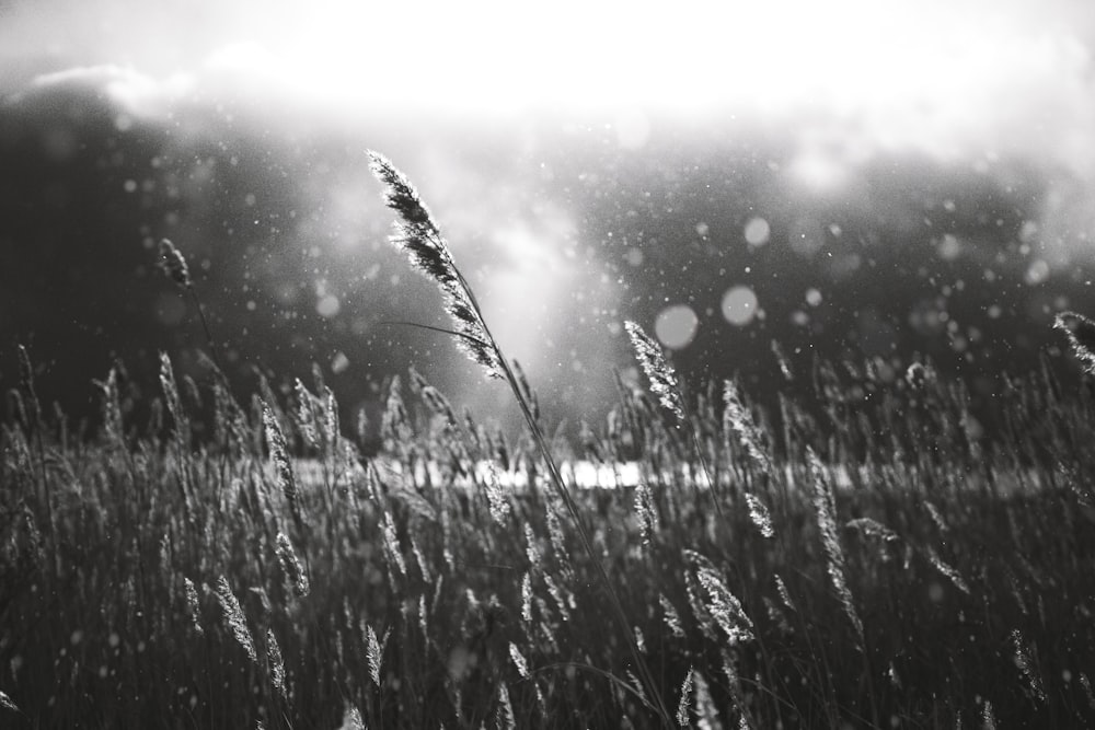 a black and white photo of some tall grass