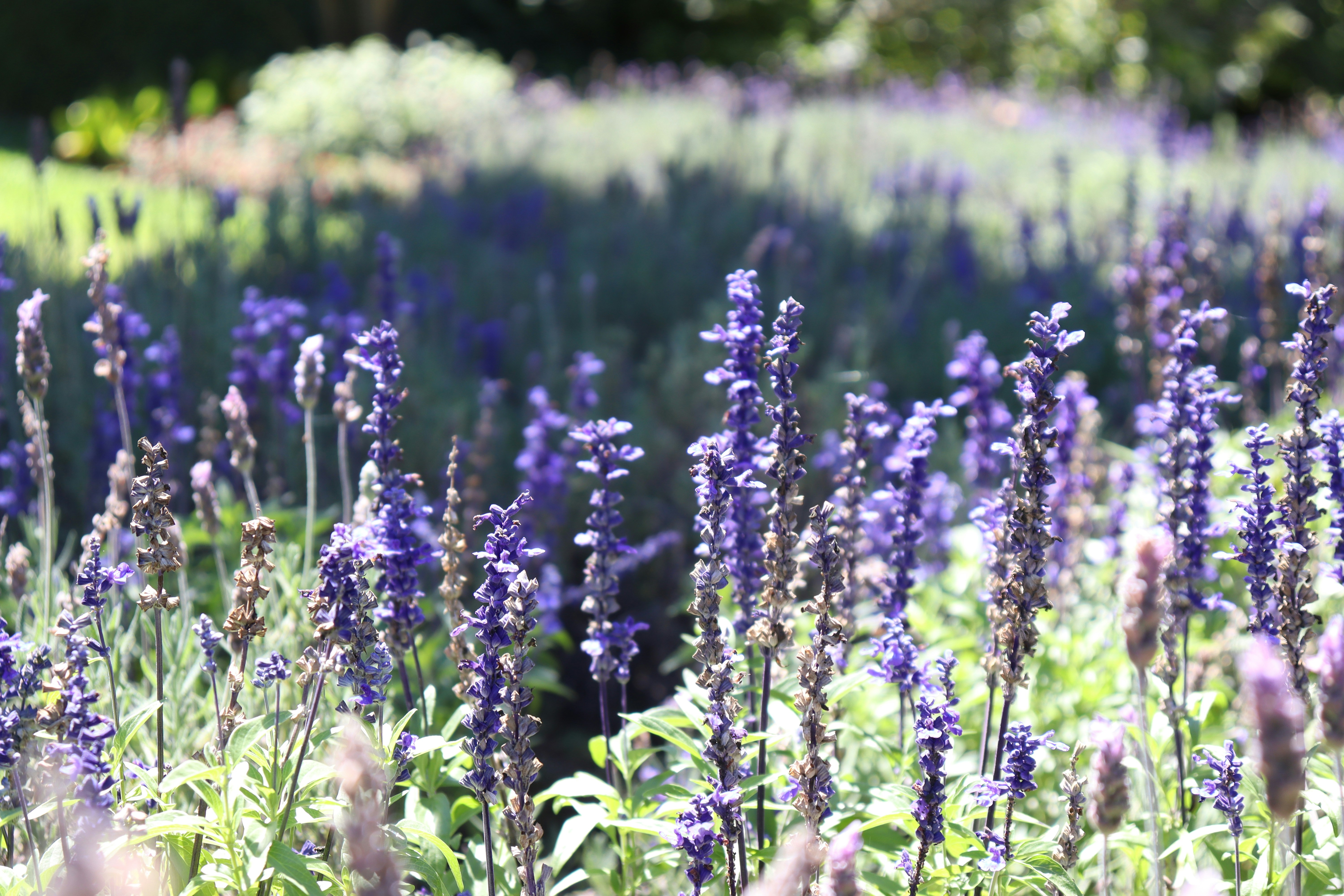 Photo by rayvieiraphoto