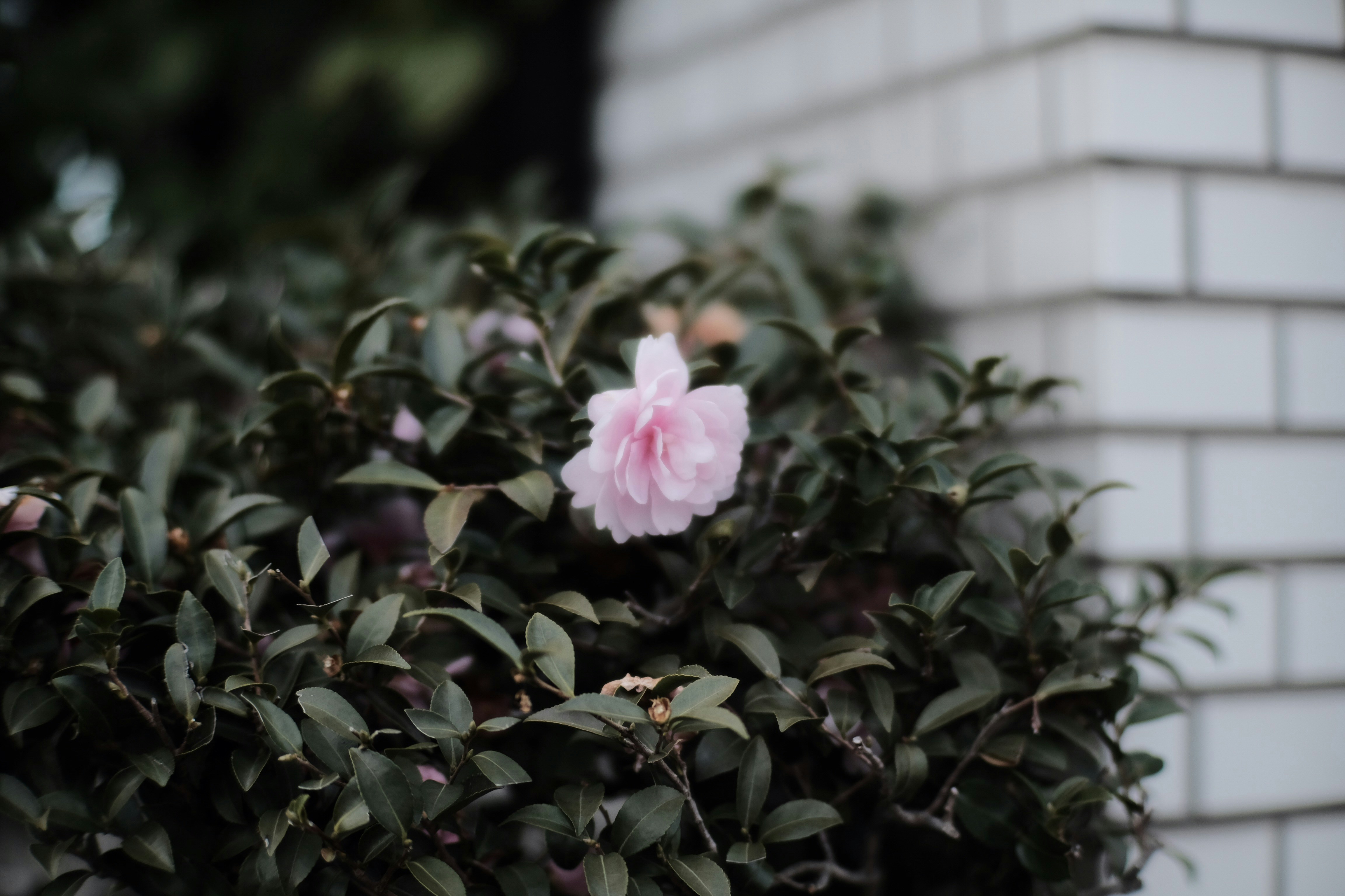 Photo by mak_jp