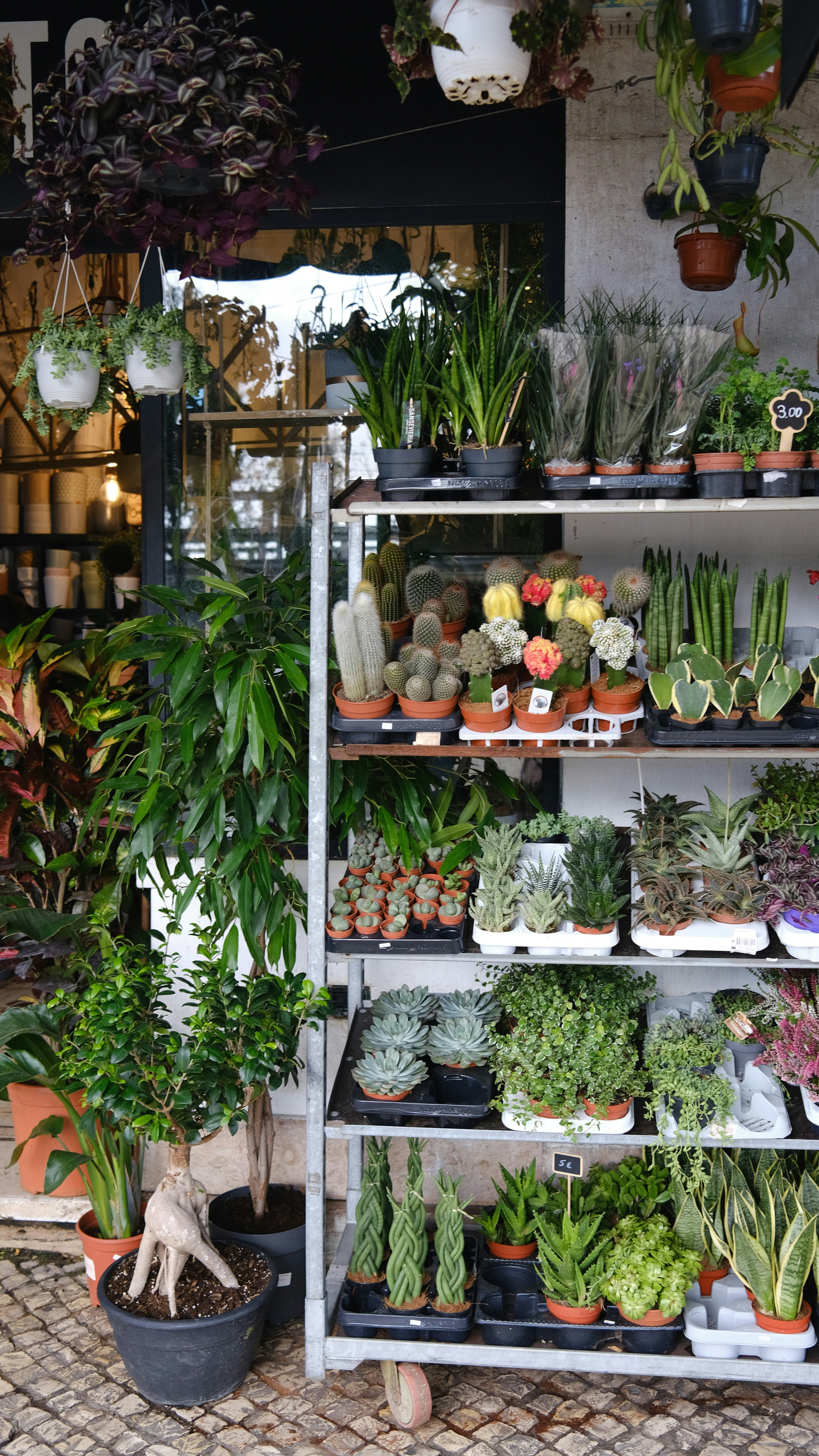 a variety of potted plants on shelves in a store