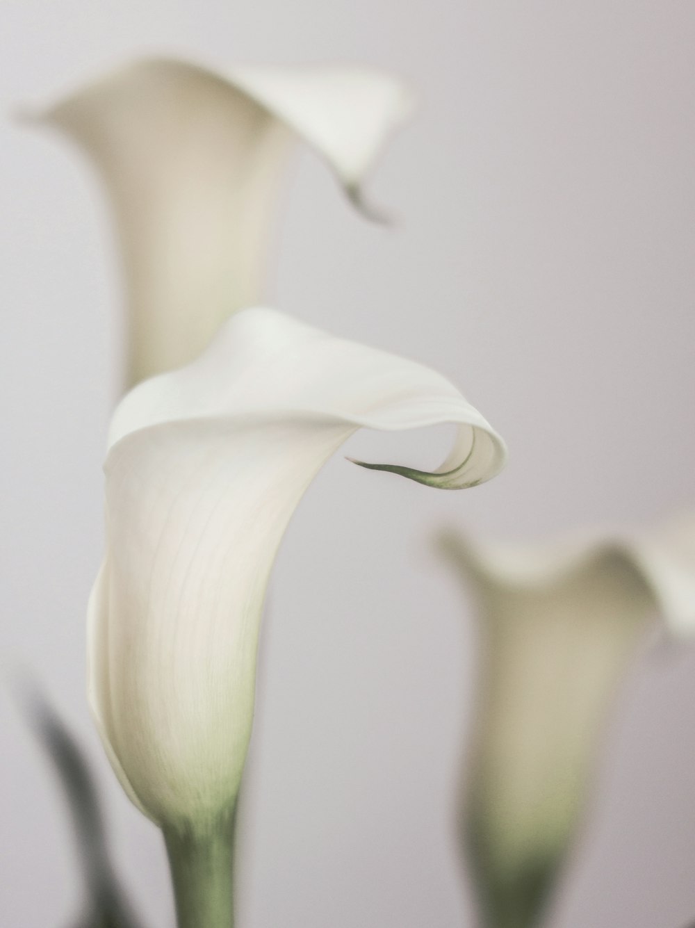 a close up of three white flowers in a vase