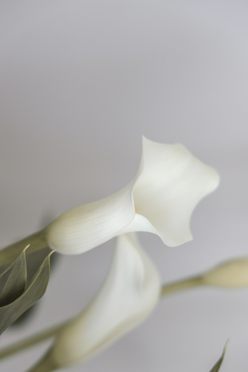 a close up of a white flower on a white background