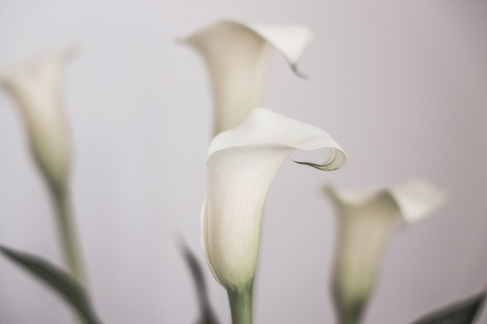 a group of white flowers in a vase