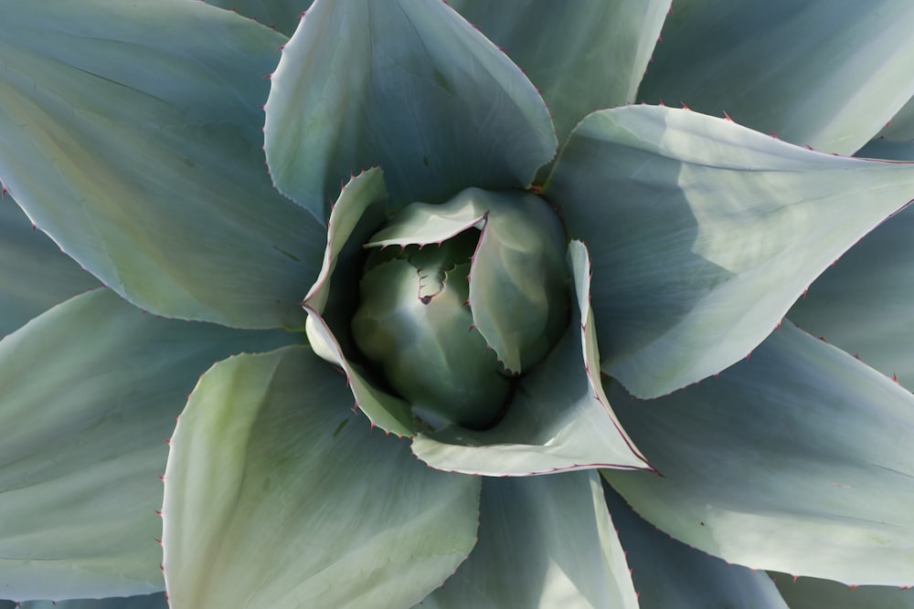 a close up of a large green flower