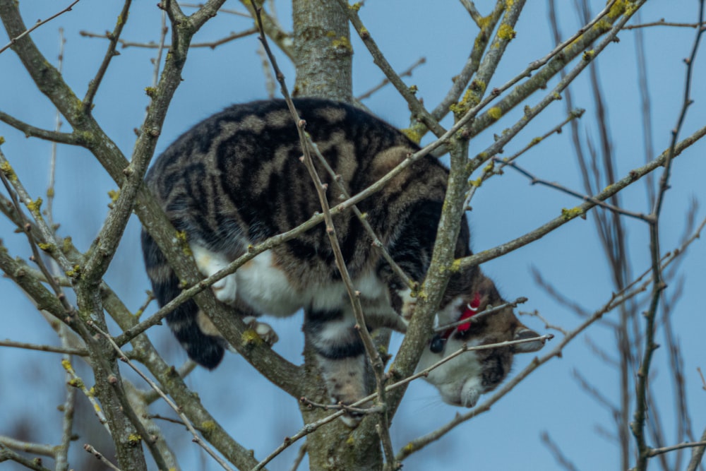 um gato sentado em cima de um galho de árvore