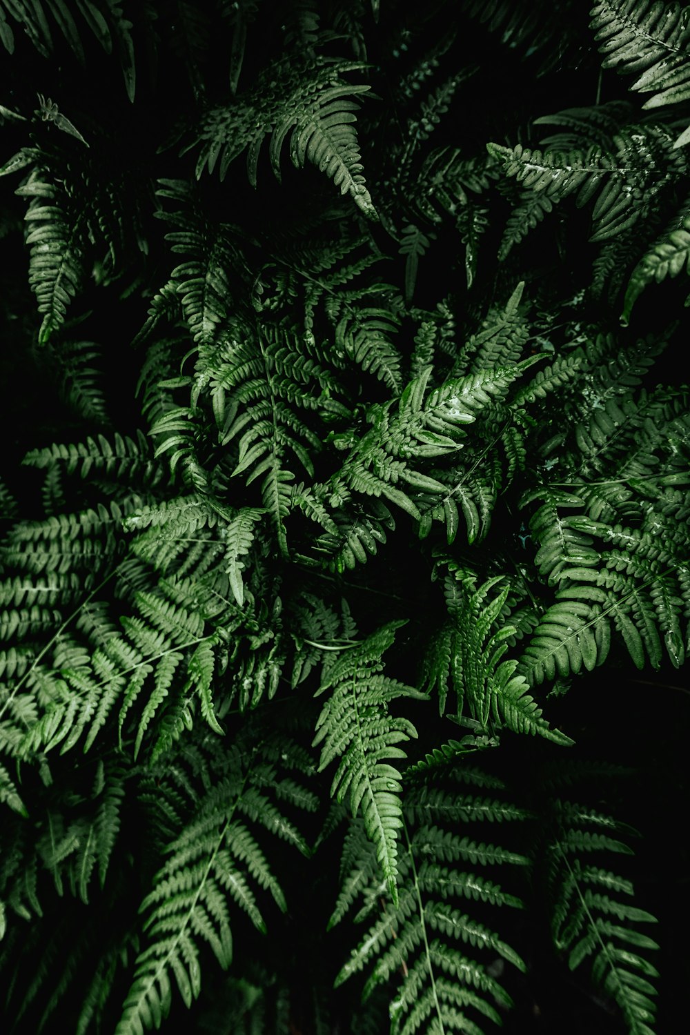 a close up of a plant with green leaves