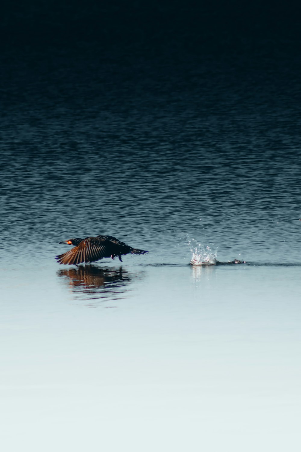 a bird flying over a body of water