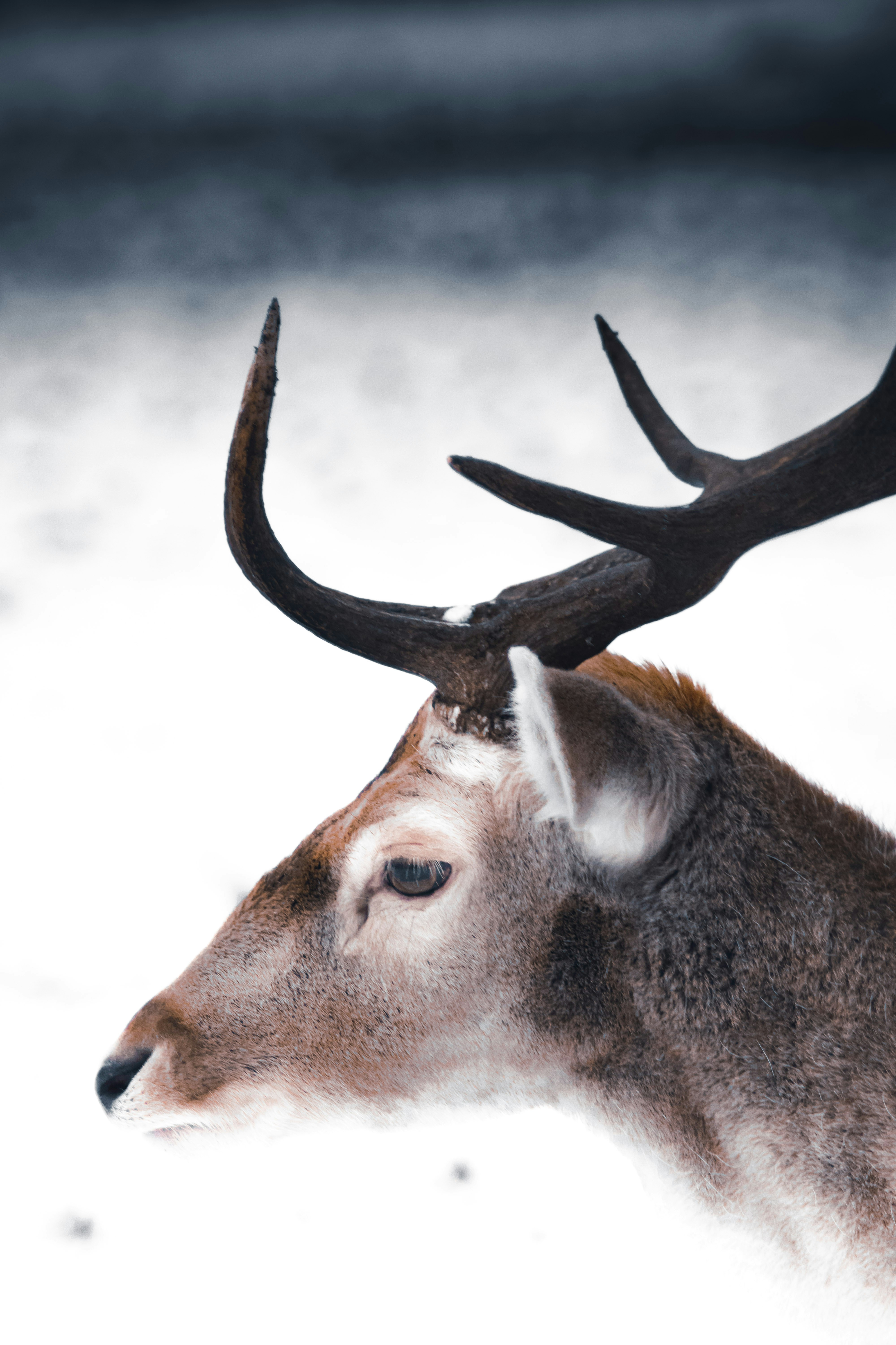 Hunt Comfort Tailmate GELCORE Cushion (Premium Comfort Cushion)