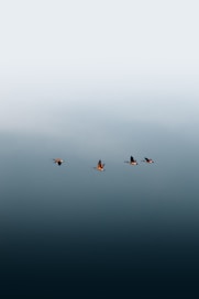 a group of birds flying in the sky