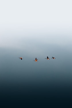a group of birds flying in the sky