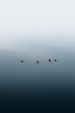 a group of birds flying in the sky