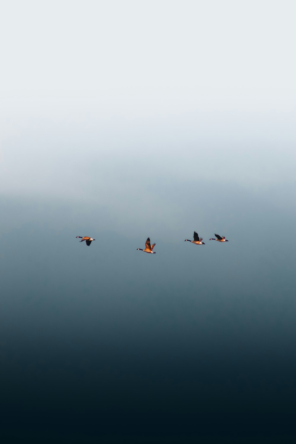 a group of birds flying in the sky