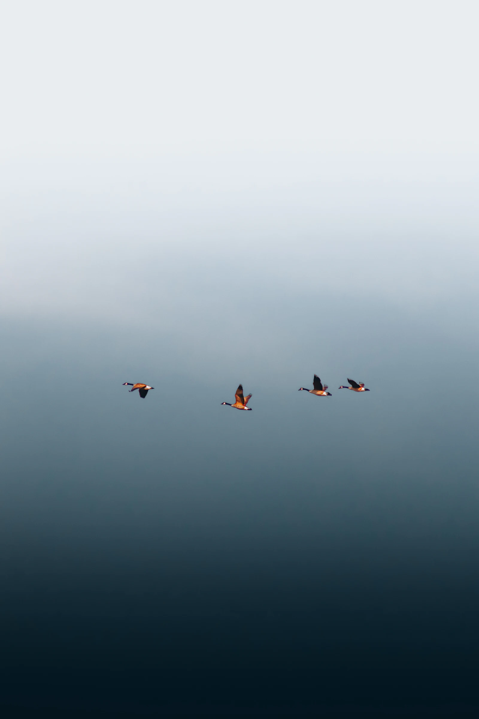 a group of birds flying in the sky