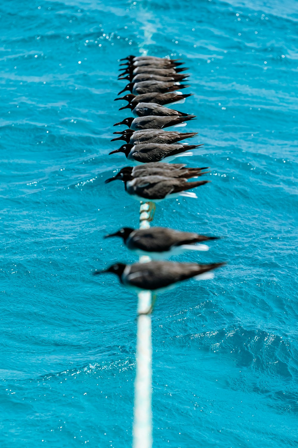 a row of birds sitting on top of a white pole in the water