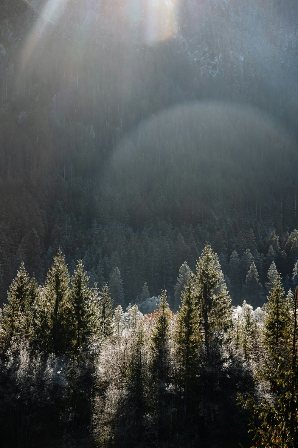 the sun shines through the trees in the mountains