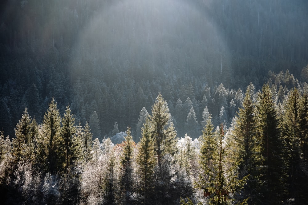 Il sole splende tra gli alberi della foresta