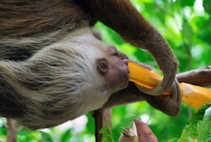 Slow Down Sloth