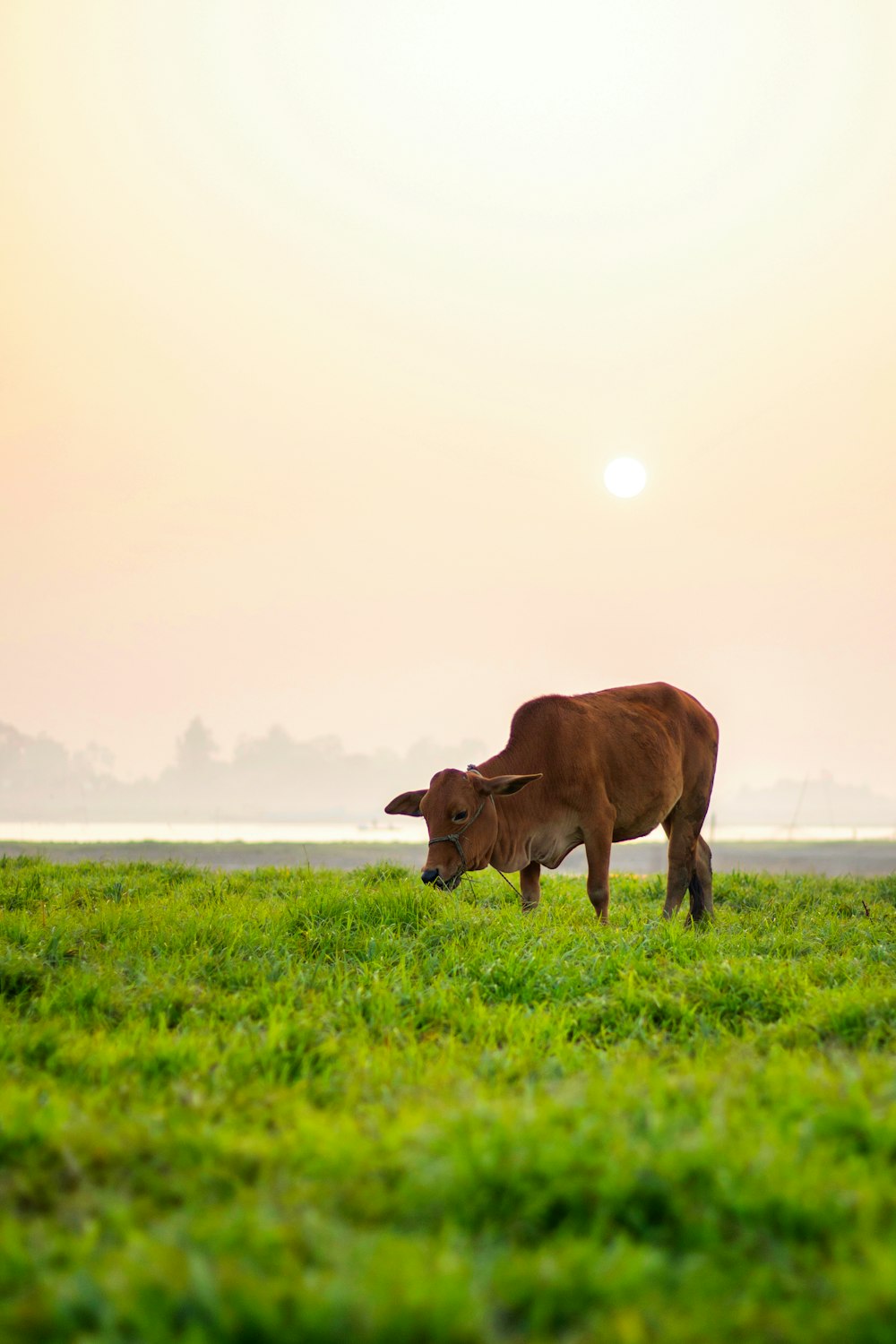 a brown cow standing on top of a lush green field