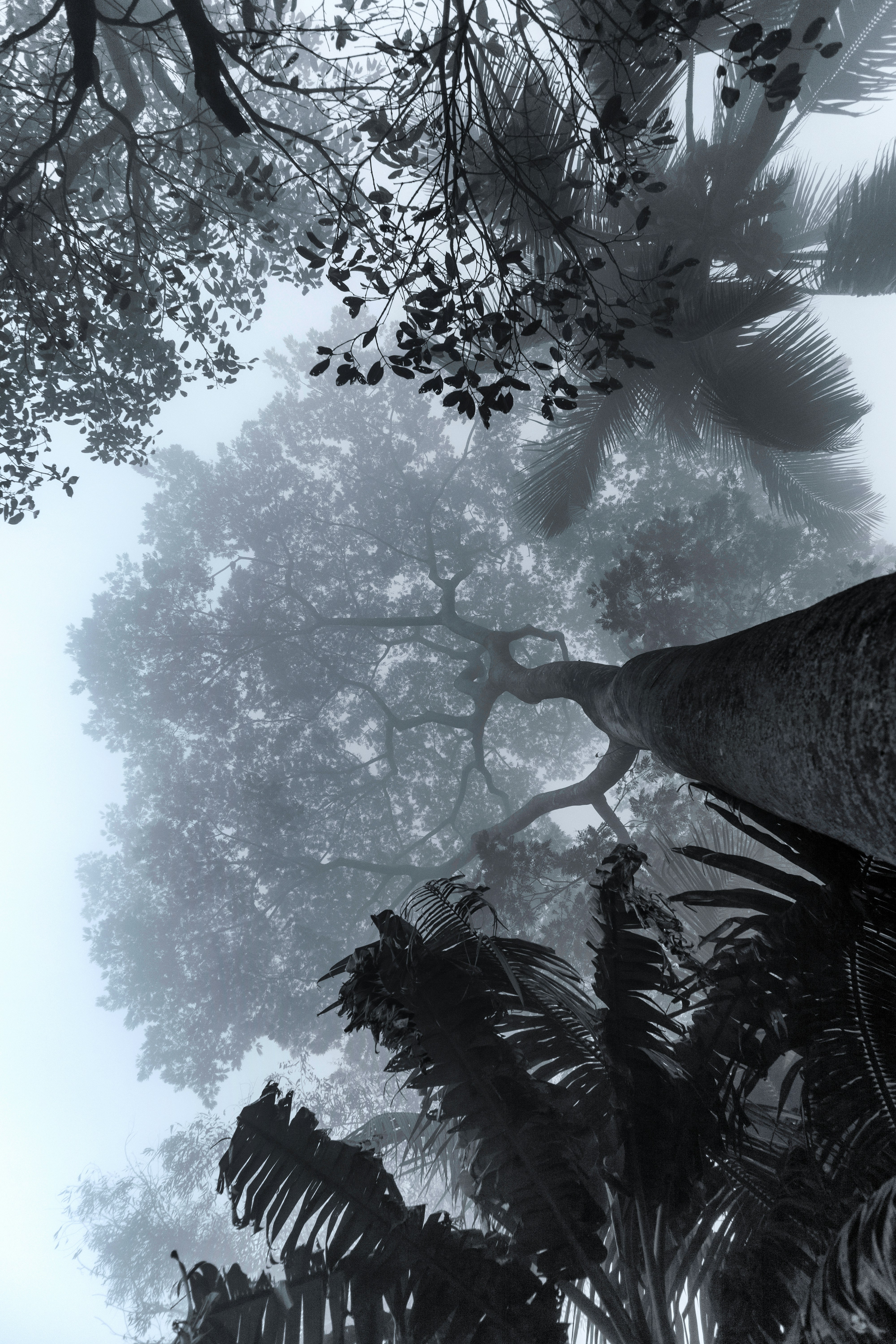 A black and white photo of trees in a forest photo – Free Tree Image on ...