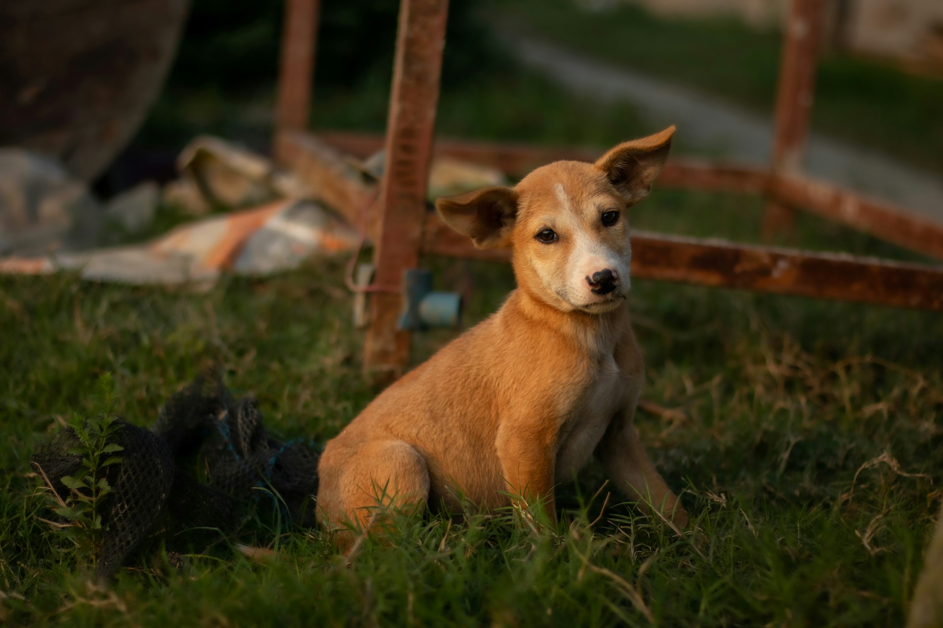 a dog sitting in the grass next to a fence