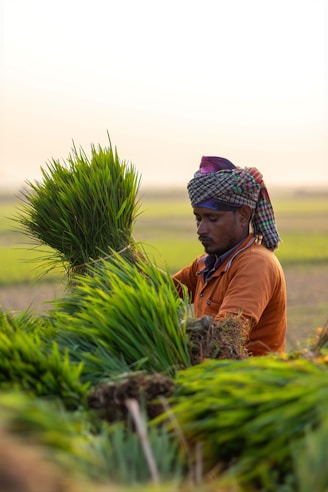 Rice Exporters Of Pakistan
