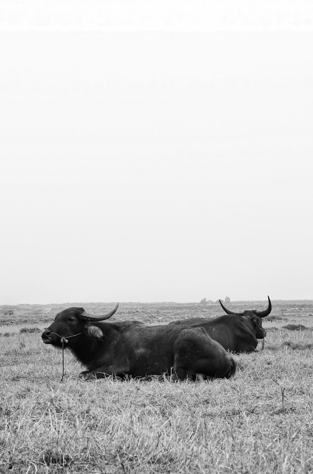 a couple of cows that are laying down in the grass