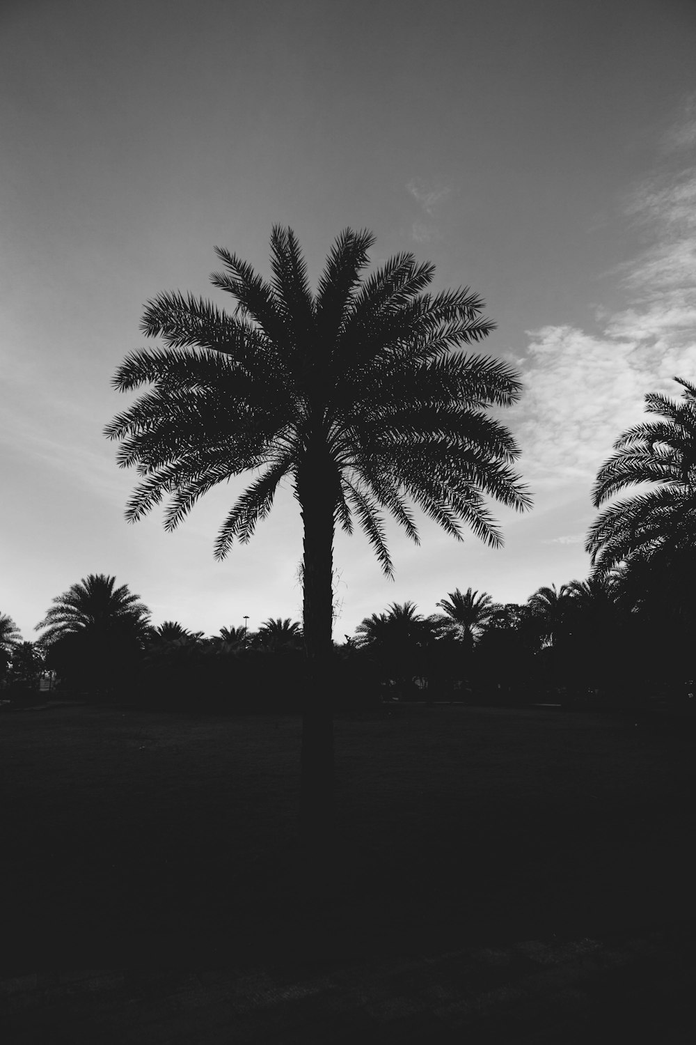 a black and white photo of a palm tree