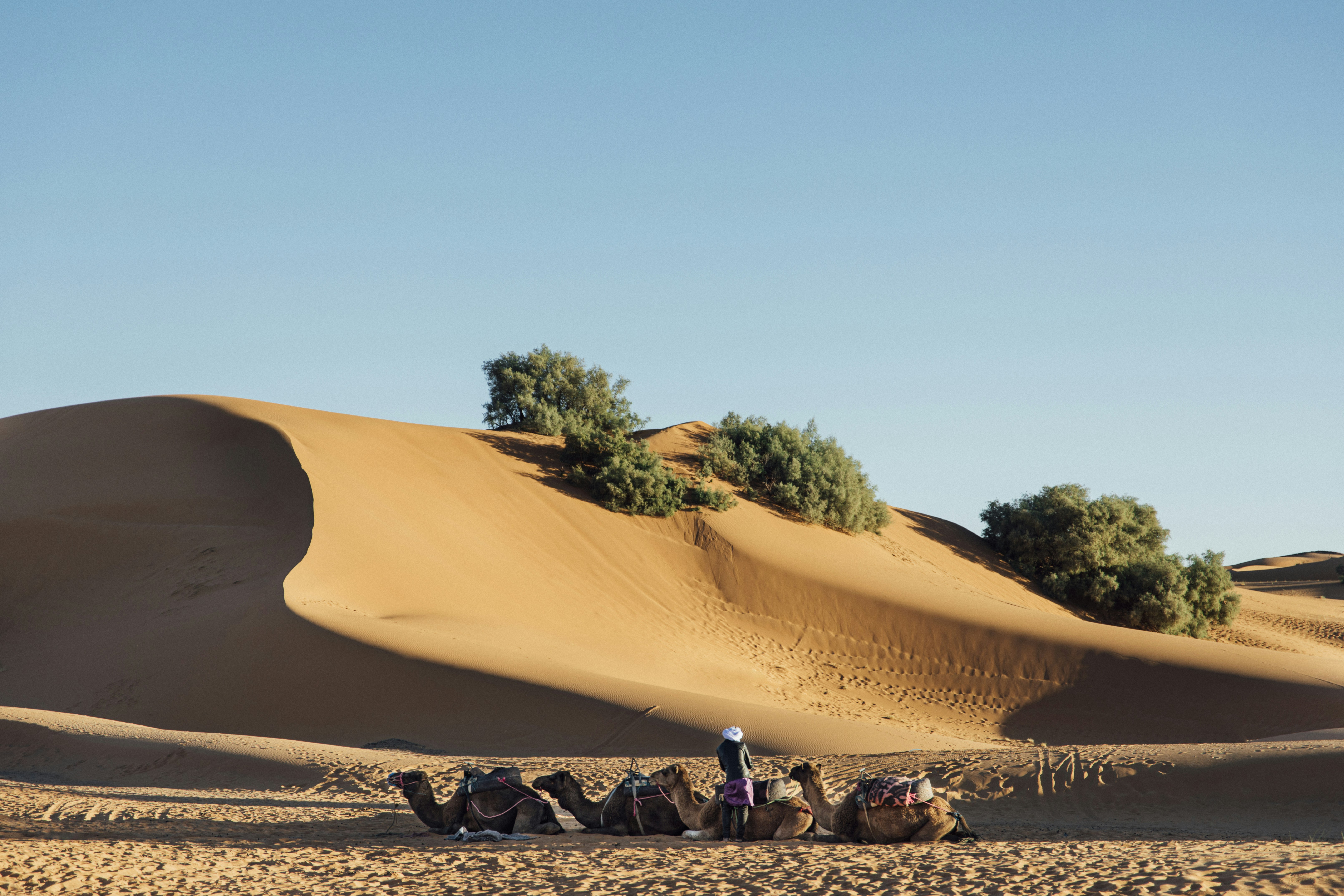 a group of people riding camels across a desert