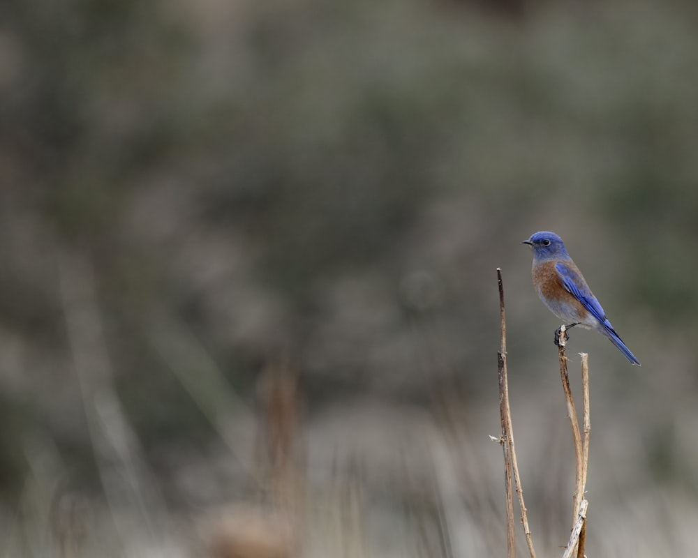 a blue bird sitting on top of a dry plant