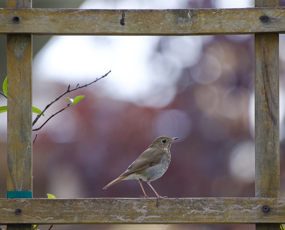 um pequeno pássaro empoleirado em uma cerca de madeira
