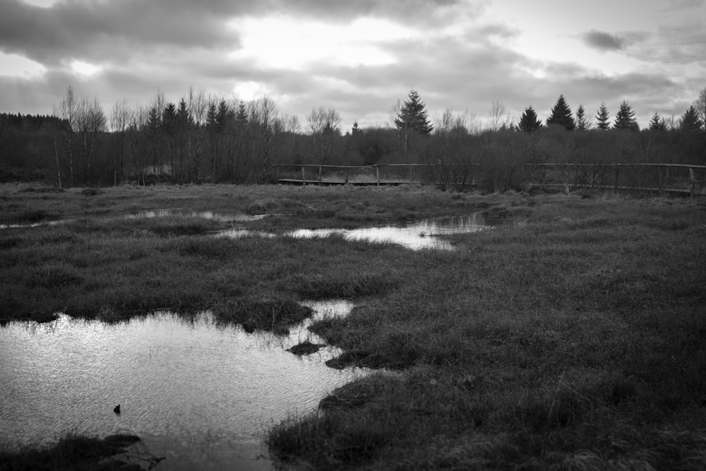 a black and white photo of a swamp