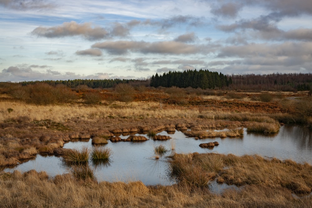 a small pond in the middle of a dry grass field