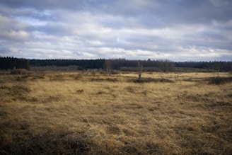 a grassy field with trees in the distance