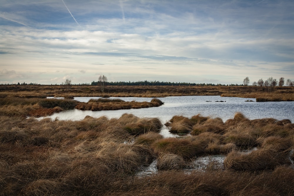 a body of water surrounded by dry grass