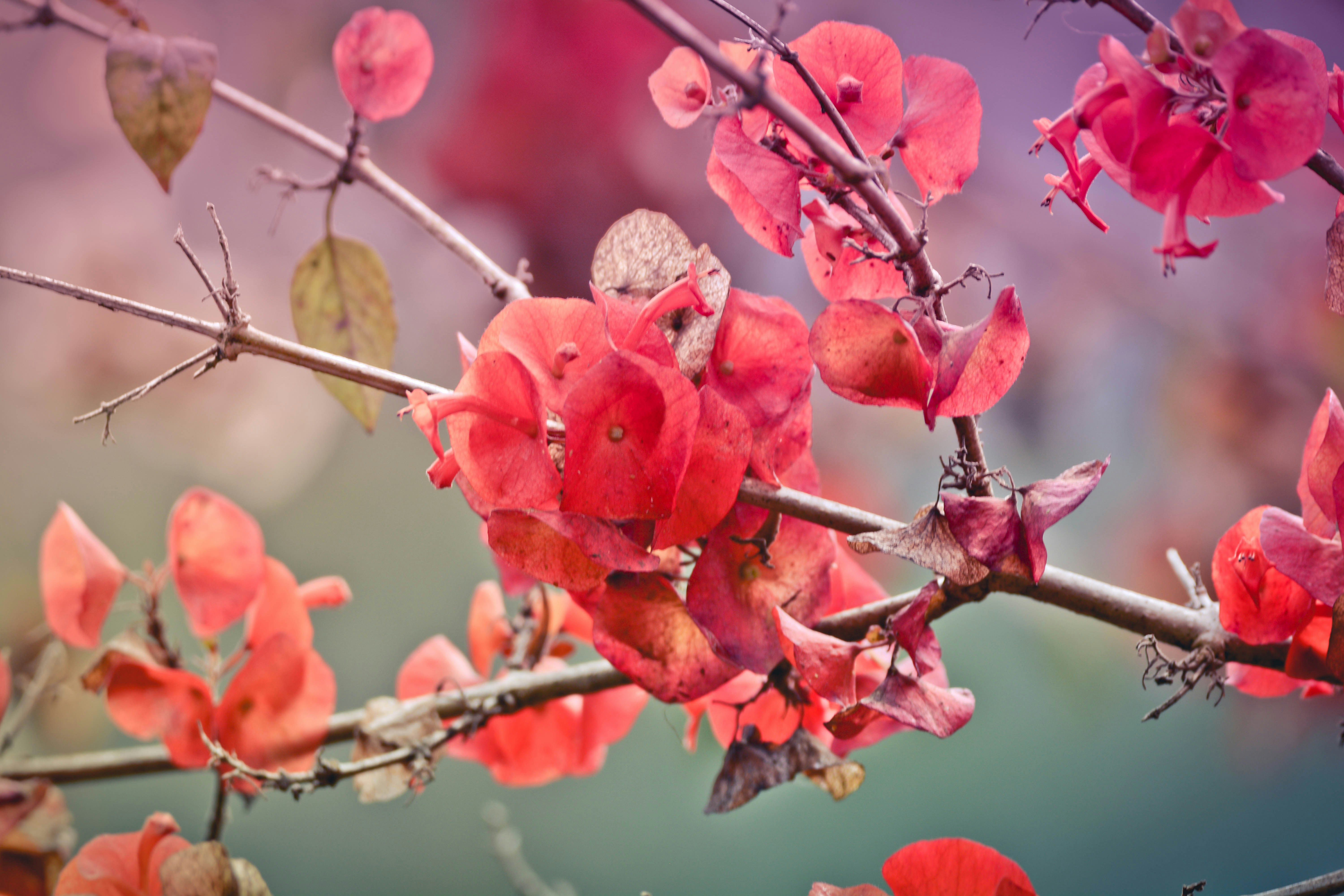 Photo by kotagauni_srinivas