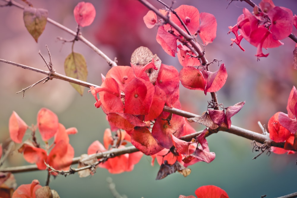 a branch with red flowers and green leaves